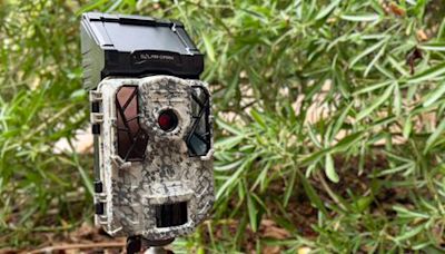 The world needs more trail cameras in more places, first-of-its-kind study shows