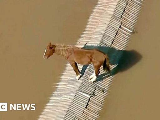 Horse stranded on rooftop and airport floods in Brazil
