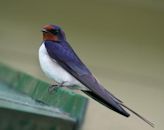 Barn swallow