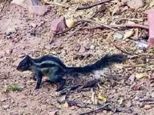 Gene mutation turns rare squirrels black | Jaipur News - Times of India