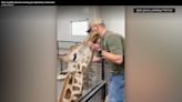 WATCH: A giraffe with issues chewing gets adjusted by a chiropractor