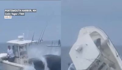 El dramático momento en que una ballena dio vuelta un barco en New Hampshire