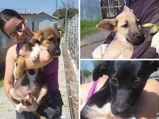 Puppies dumped outside shelter are hoping to find forever homes in Norfolk