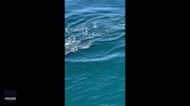 Boaters Off California Coast Enjoy Close Encounter With Killer Whales