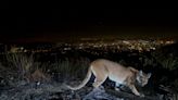 1 dead, another injured in first fatal California mountain lion attack in 20 years