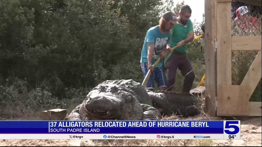 Alligators from South Padre Island arrive at new location in Beaumont