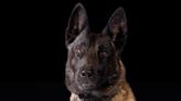 Police dog Vader dies from heat exhaustion after patrol car’s air conditioning malfunctioned