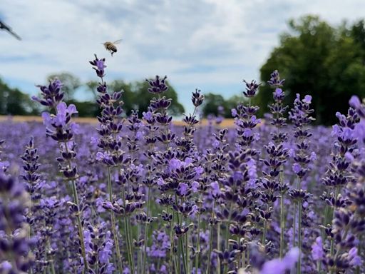 Lavender tourism is in full bloom for this Essex County farm