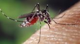 Alerta dengue: en cuántas provincias ya hay circulación del virus