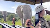 Wild elephant shocks guides-in-training on safari with majestic greeting: ‘Every single emotion in one moment’