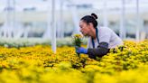 CBP warns of flowers banned at border ahead of Mother’s Day