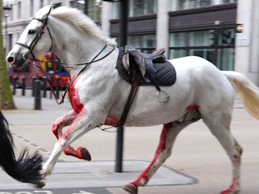 Horrific new video shows horse crash to ground during London rampage