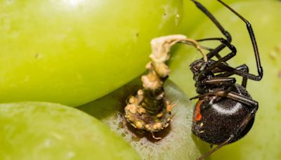 Ontario shopper finds black widow spider in their produce and it's not the first time