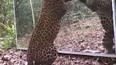 Vídeo: leopardo tem reação inusitada ao ver seu reflexo no espelho