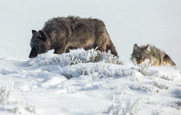 Yellowstone superintendent seeks hunting relief for wolves after another deadly winter