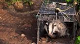 Cornwall badger vaccination shows promise - report