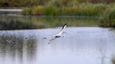 El oasis que ojalá perdure en el tiempo: Tablas de Daimiel y embalses de cabecera del río Tajo con su mejor aspecto de los últimos años