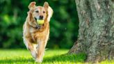 Three trainer-approved tips for a happy, well behaved dog