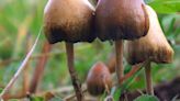 West Virginia Poison Center sees uptick in reports of poisonous mushrooms