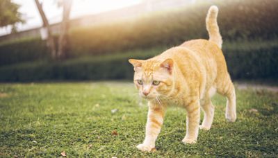 Owner crosses path with her cat in the wild, and her reaction is hilarious