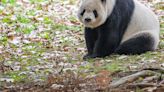 Giant pandas are returning to D.C.'s National Zoo