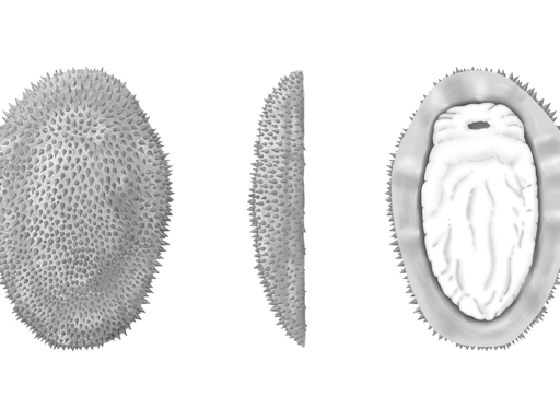 Half-a-billion-year-old spiny slug reveals the origins of molluscs