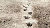 113-Million-Year-Old Dinosaur Tracks Uncovered at Texas Park