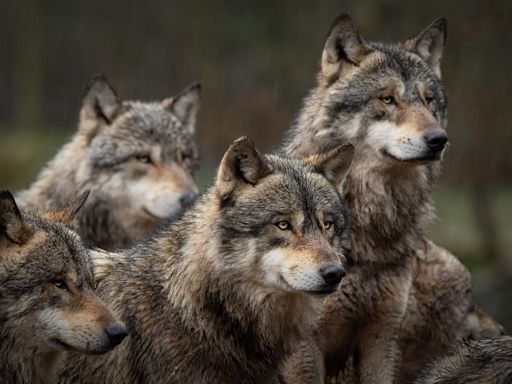 US House Passes Bill To Take Gray Wolves Off The Endangered Species List