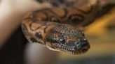 Snake Thought To Be Male Gives Birth To 14 Snakelets