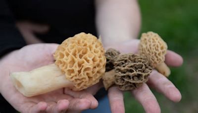Morel mushroom season underway in Ohio. Where are the best spots to find them? Use this map