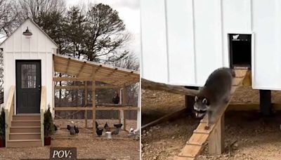 Viewers Lose Their Minds When Raccoon Makes Surprising Appearance as Woman Films Tour of Chicken Coop (Exclusive)