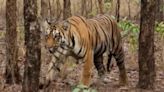 Tigress Gives Birth To 3 Cubs In Gwalior Zoo