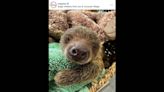 ‘Adorable’ sloth born at zoo in Rhode Island, officials say. Why birth is significant