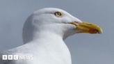 Gull put down after suspected crossbow attack in Stranraer