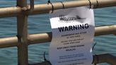 Aggressive otter warning signs return to Santa Cruz