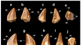 ‘Screwdriver’-shaped teeth led scientists to new species of ancient lizard in Morocco