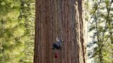 World’s largest tree ‘General Sherman’ scaled for first time for health check