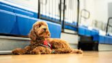 Lewisburg Elementary School welcomes new therapy dog