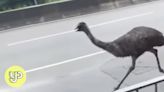 Hong Kong officials continue search for the owner of a runaway emu