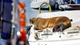 Meet Freya, the 1,300-pound walrus capturing hearts, sinking boats and irking mariners