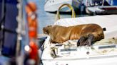 Freya the walrus put down after Norway officials warned of people getting too close