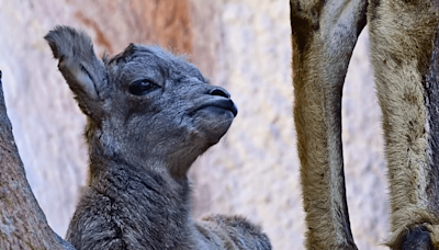 Los Angeles Zoo shares video of bighorn baby sheep lambs