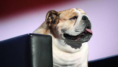 Who is Babydog? W.Va. Gov. Justice brings his canine sidekick to the RNC stage