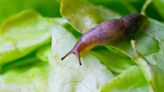 ‘Easiest' method to remove slugs from the garden works ‘too well’ says gardeners