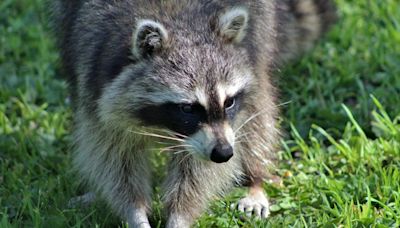 Pet dog exposed to rabid raccoon near Louisville