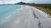 Nearly 500 pilot whales died after getting beached in 2 stranding incidents in New Zealand over the past week