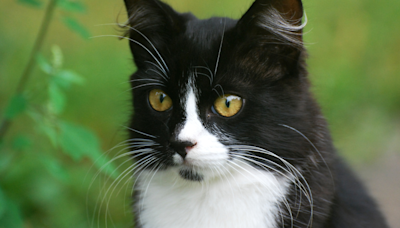 Dapper Tuxedo Cat Tries His Best to Fool Humans Into Thinking He’s One of Them