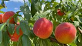 The Peach Truck returns to Northeast Ohio Saturday. Here's when, where it will stop