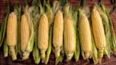 Microwave Corn On The Cob In The Husk For Easy Shucking