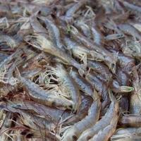 South Carolina shrimp season to open in full June 4